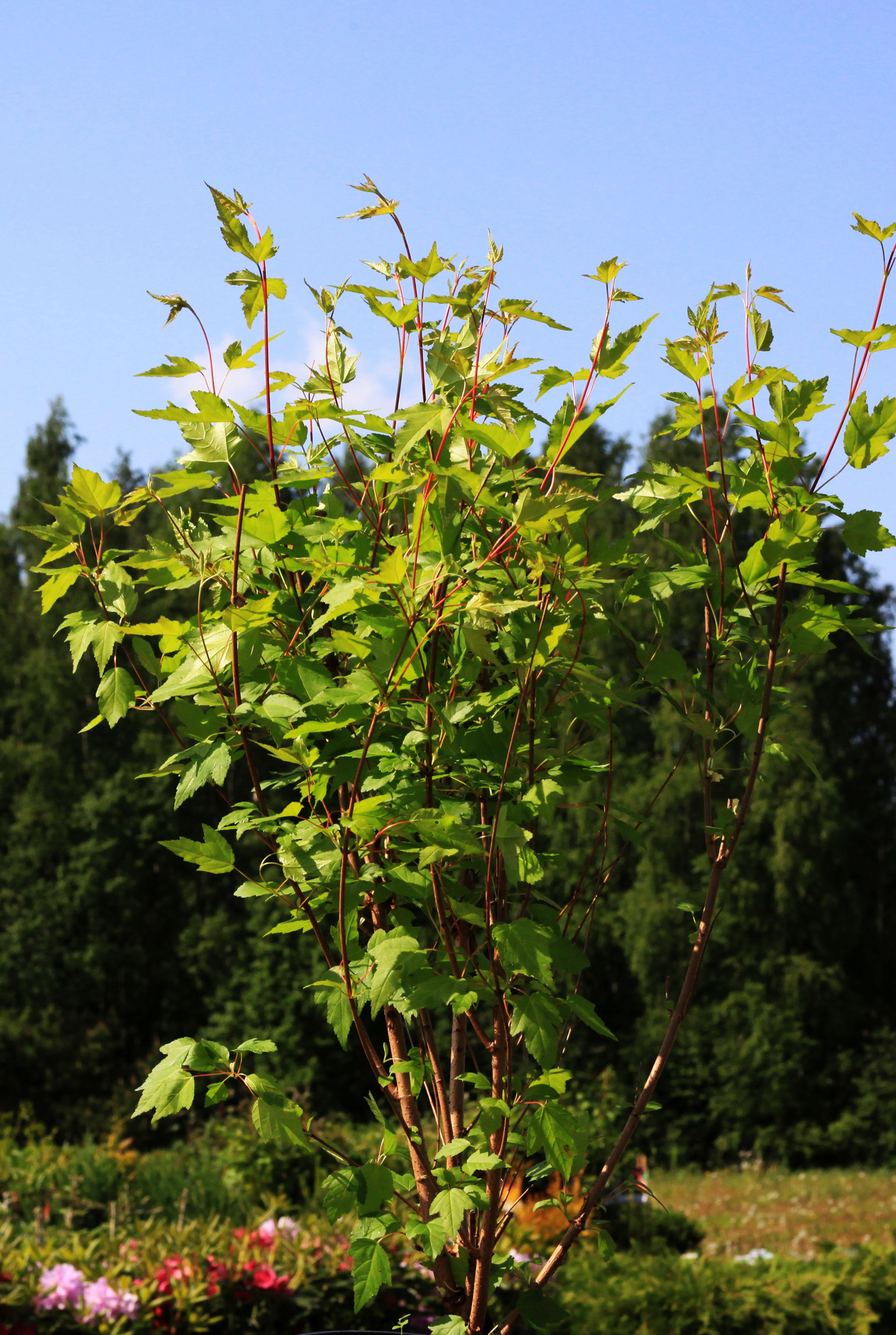 Mongolianvaahtera Acer tataricum subsp Ginnala 30-50cm 3l astia