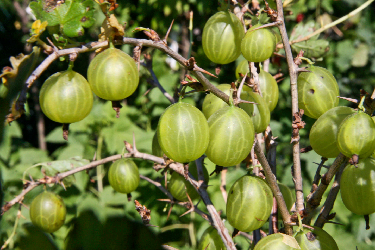 Karviainen Ribes uva-crispa Hinnonmäen keltainen 3l astia