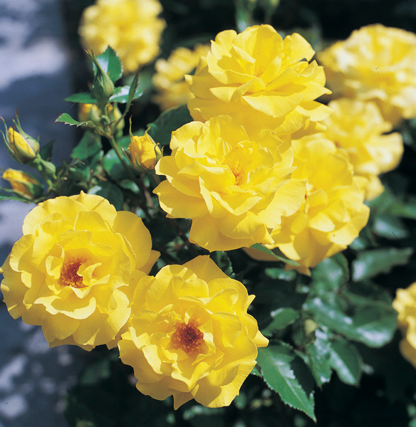 Tertturuusu Rosa Friesia 2l astia