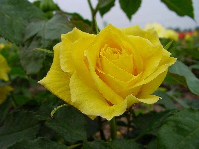 Tertturuusu Rosa Friesia 2l astia