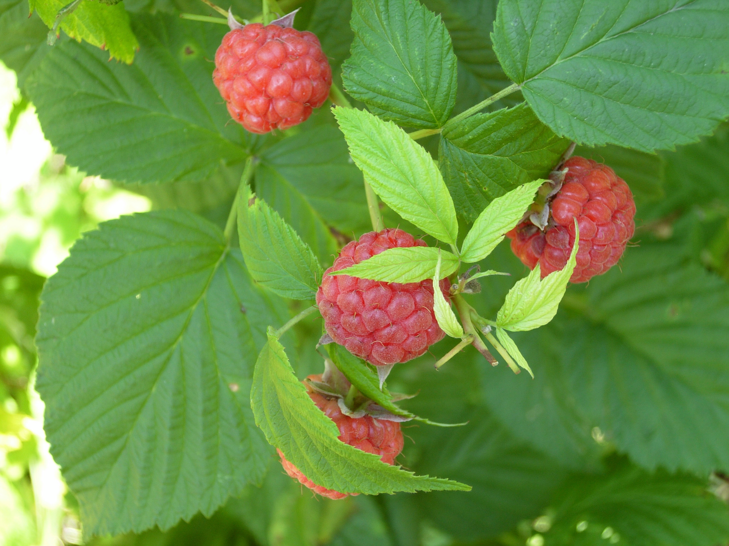 Vadelma Rubus idaeus maurin makea - K-Rauta