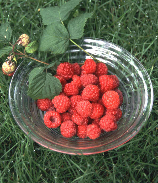 Vadelma Rubus idaeus Maurin makea 2l astia