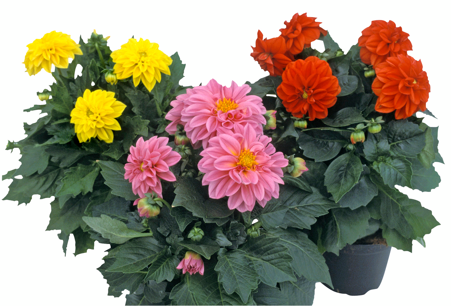 Dahlia dalina 12 cm ruukku