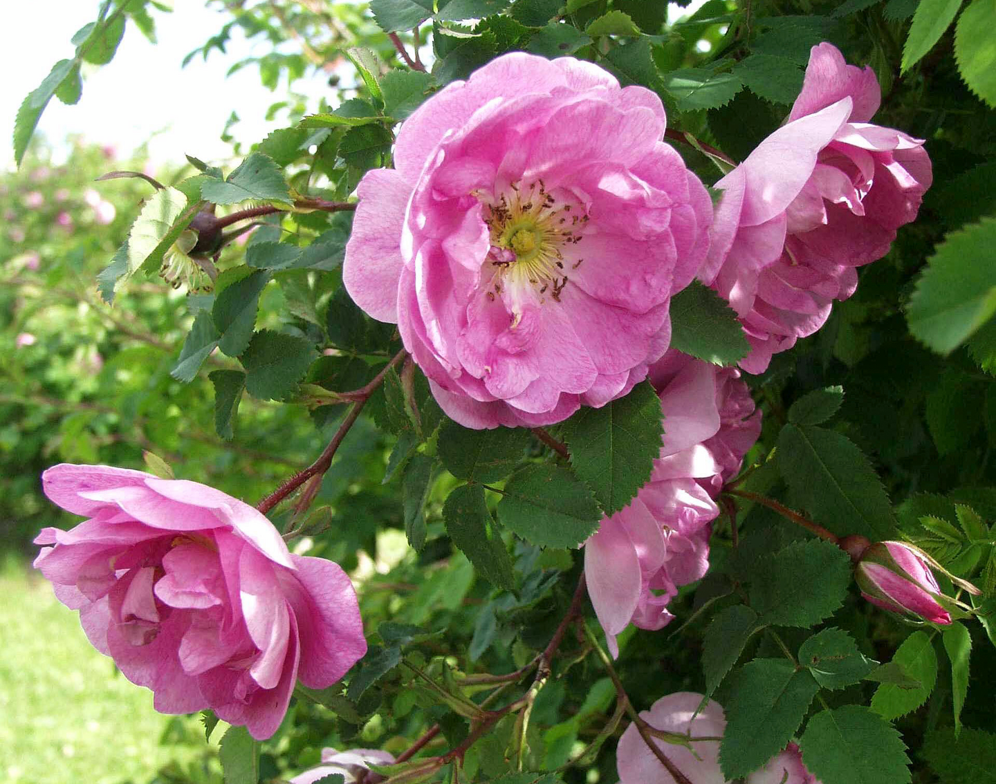 Suviruusu Rosa poppius 3l astia