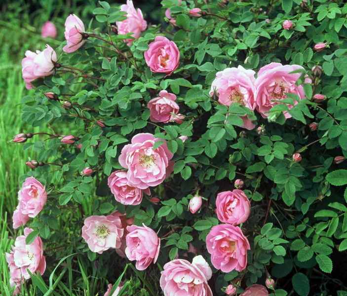 Suviruusu Rosa poppius 3l astia