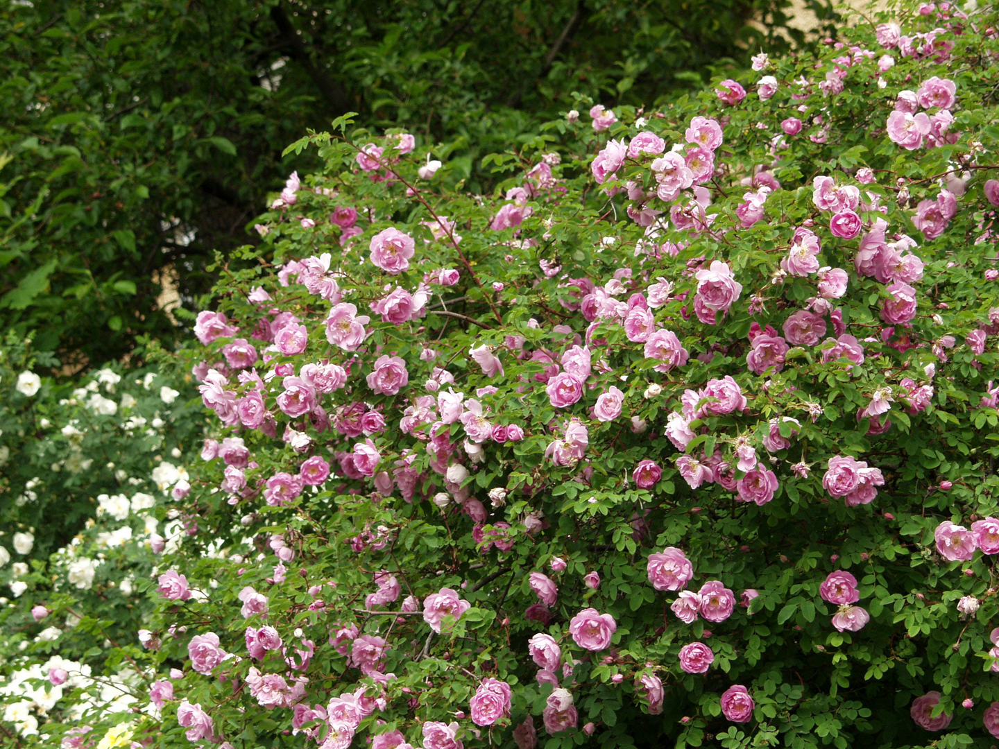 Suviruusu Rosa poppius 3l astia