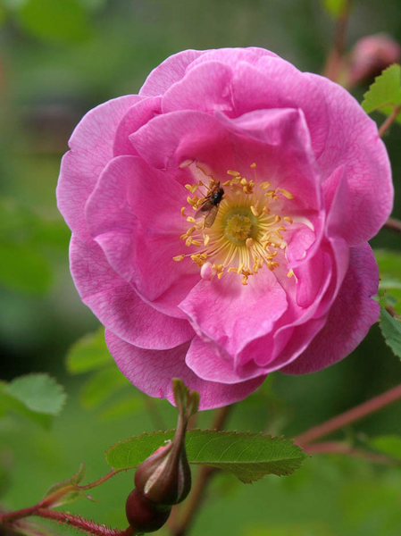 Suviruusu Rosa poppius 3l astia