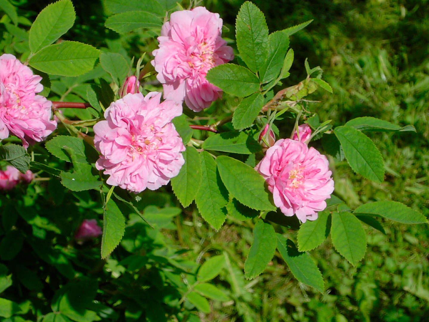 Teresanruusu Rosa Therese Bugnet 3l astia