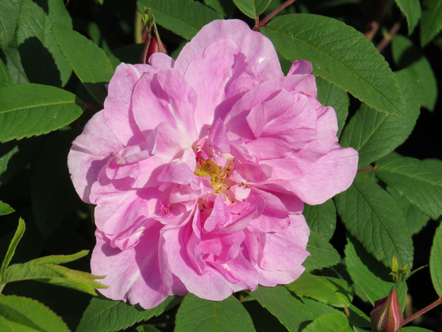 Teresanruusu Rosa Therese Bugnet 3l astia