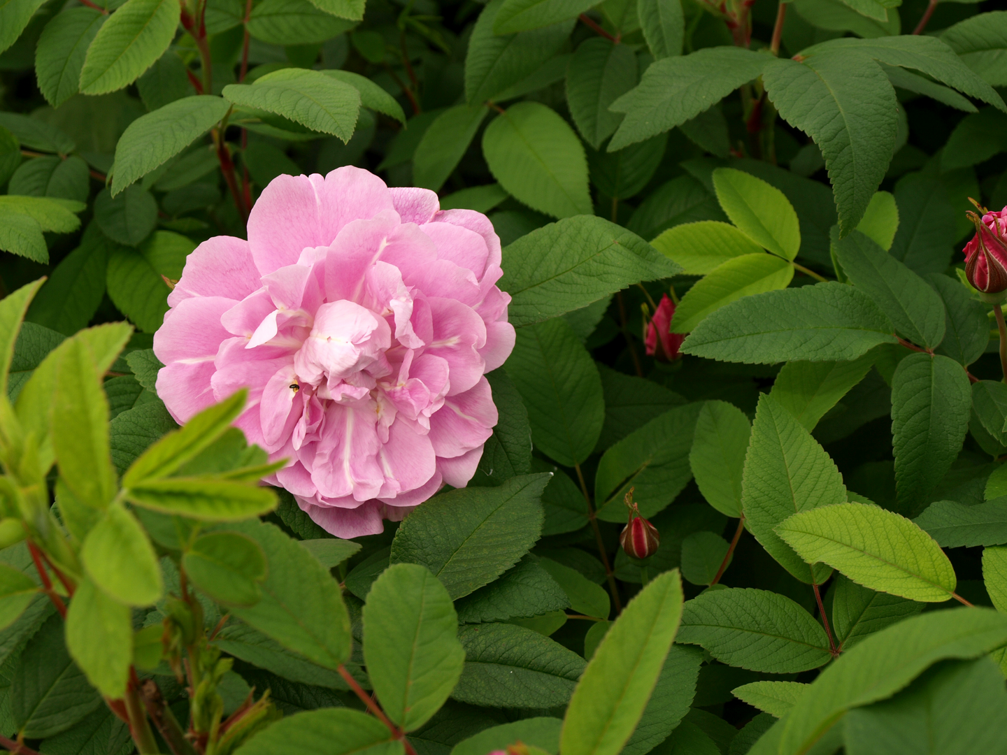 Teresanruusu Rosa Therese Bugnet 3l astia