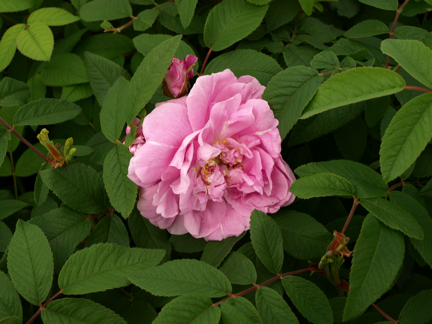 Teresanruusu Rosa Therese Bugnet 3l astia