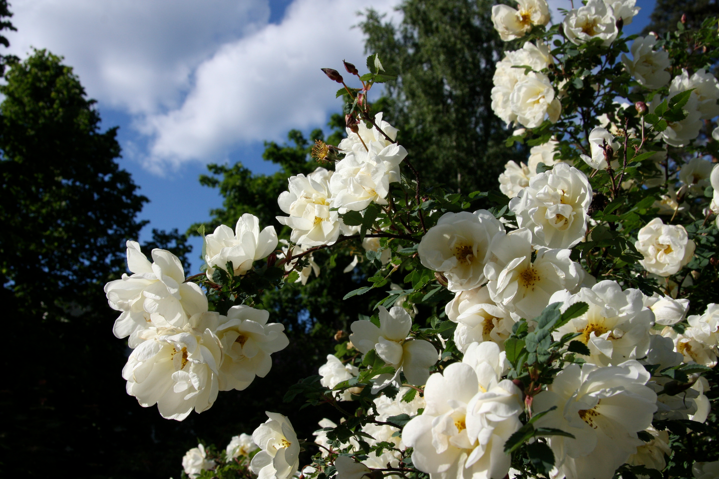 Juhannusruusu kerrottukkainen Rosa spinosissima Plena 3l astia