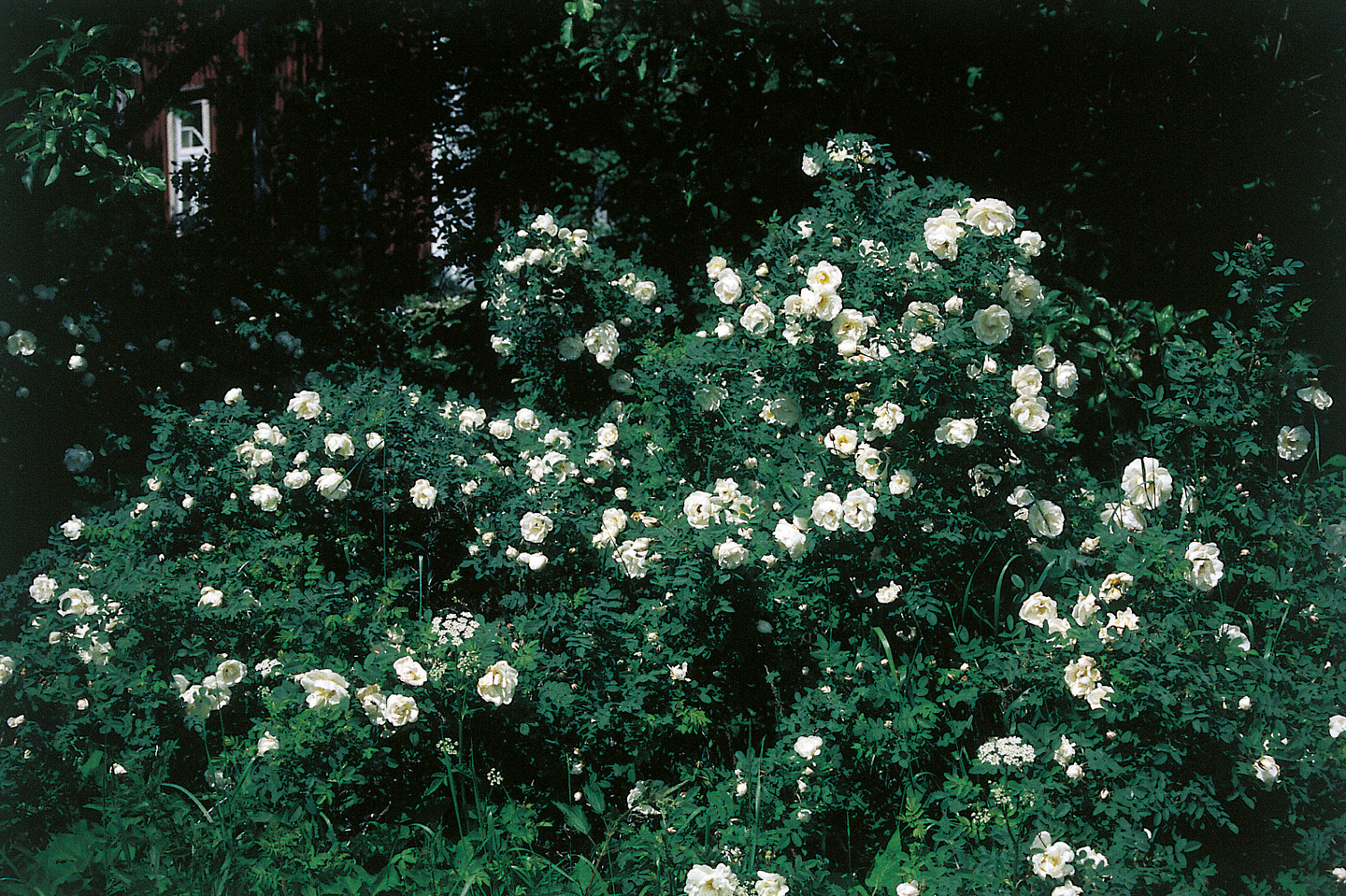 Juhannusruusu kerrottukkainen Rosa spinosissima Plena 3l astia