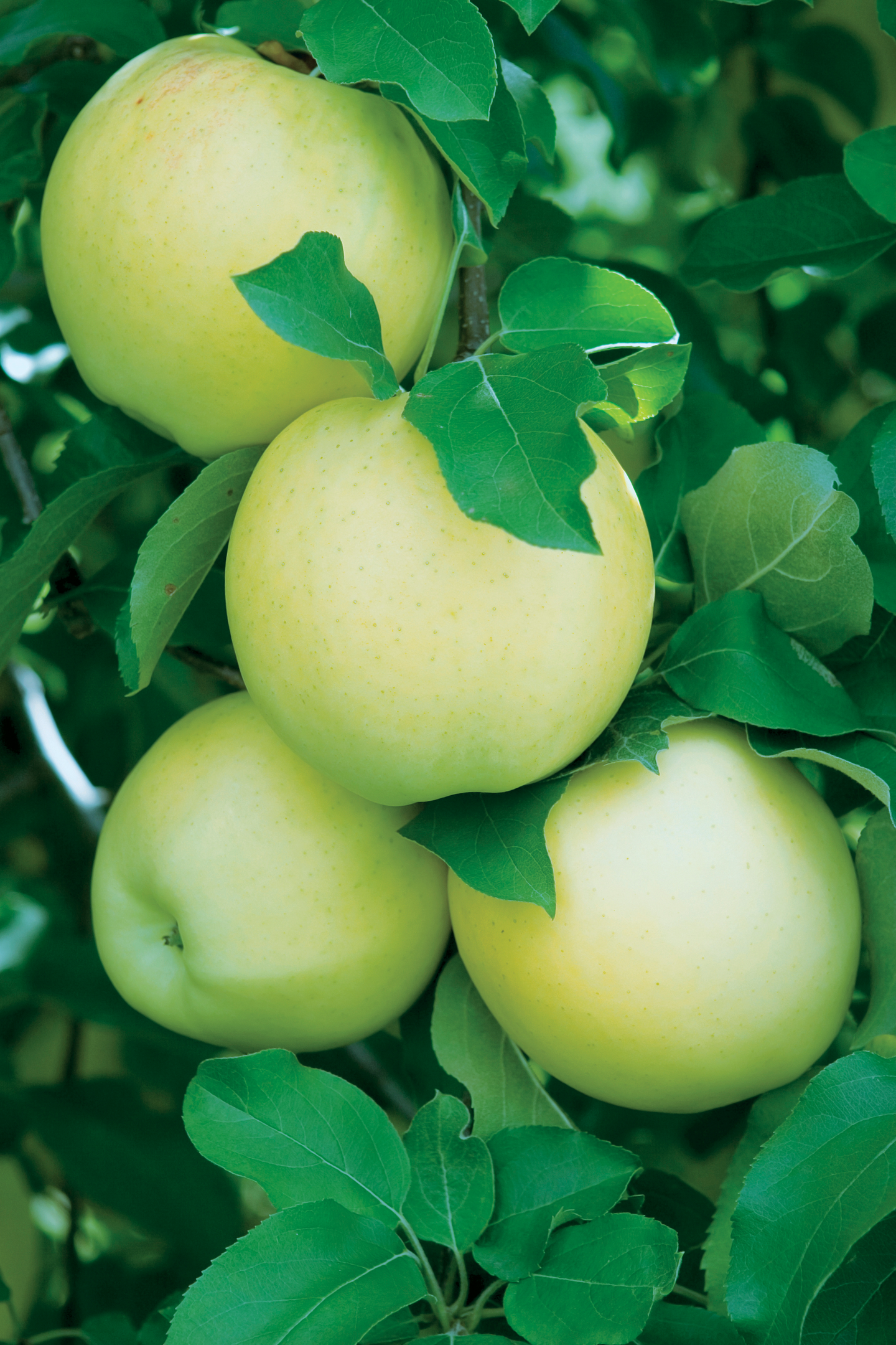 Omenapuu Malus domestica Antonovka 7,5l astia