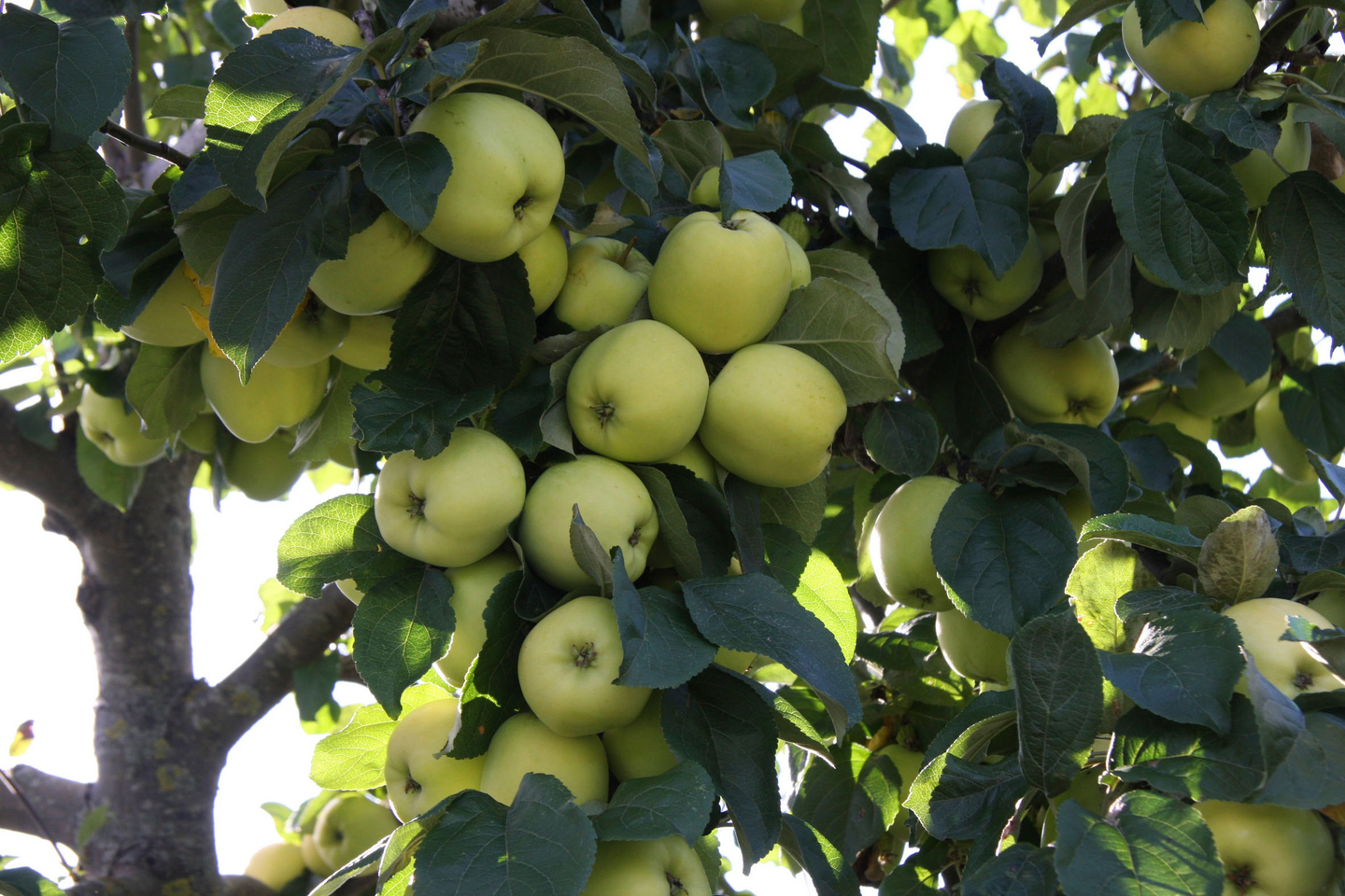Omenapuu Malus domestica Antonovka 7,5l astia