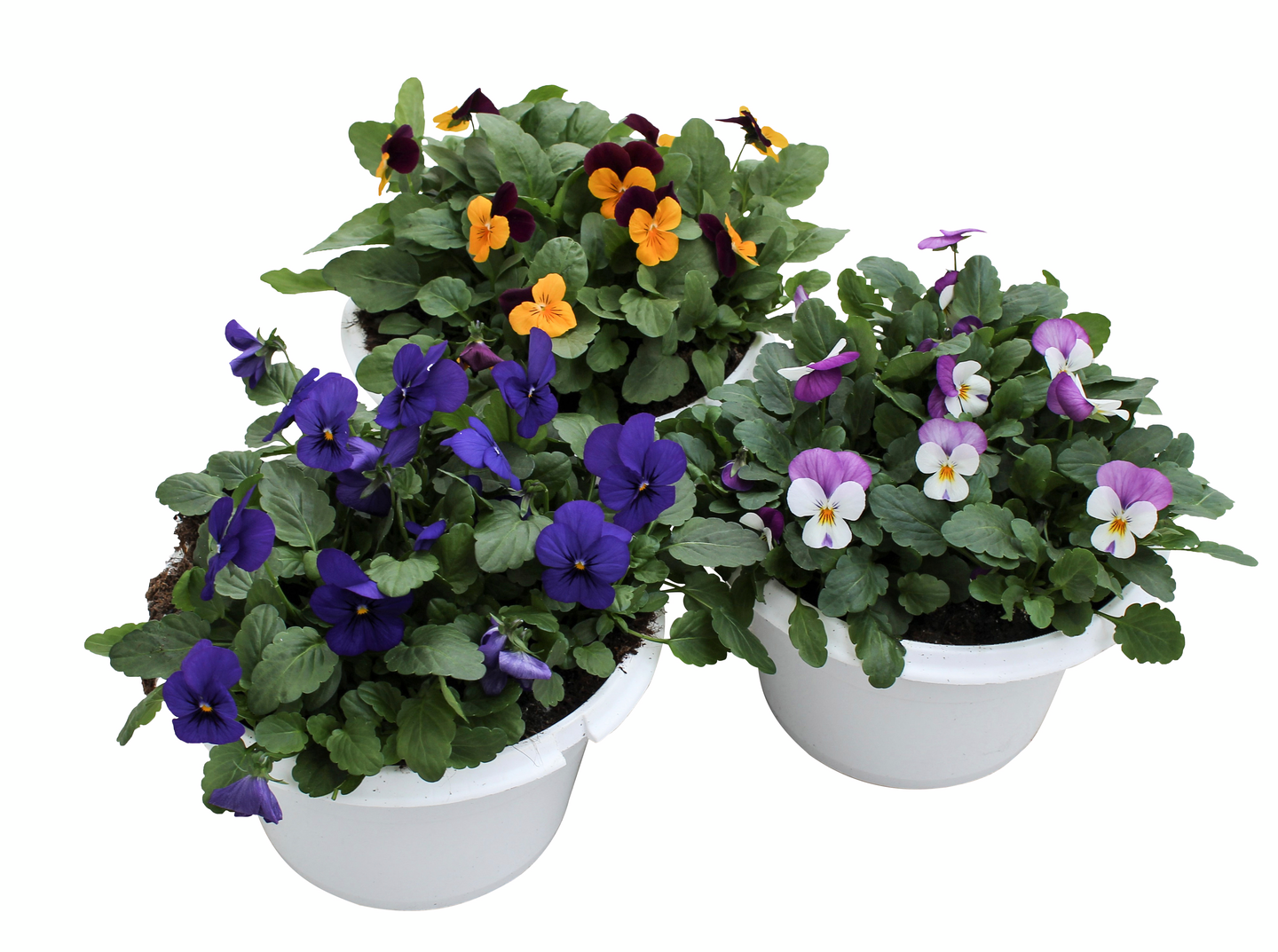 Orvokkiamppeli 19cm ruukku