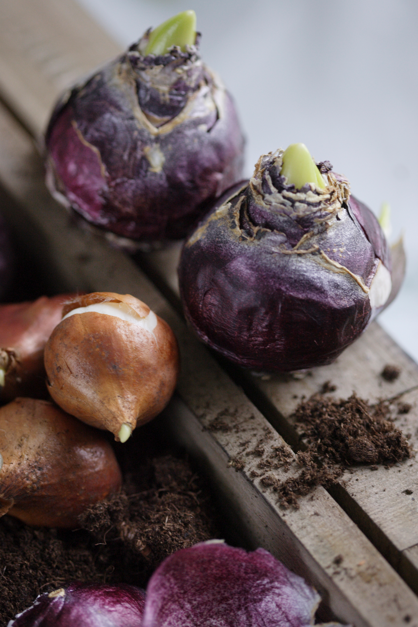 Kukkasipuliravinne Kekkilä 0,2kg