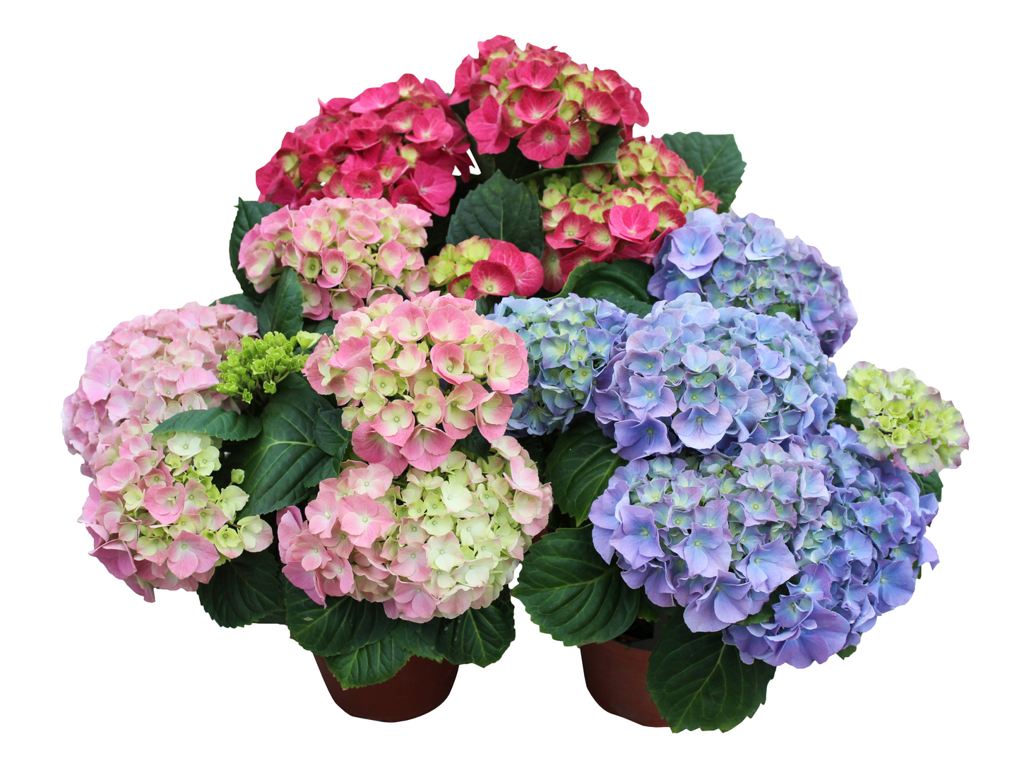Hortensia kotimainen 4-6 kukkaa 14cm ruukku