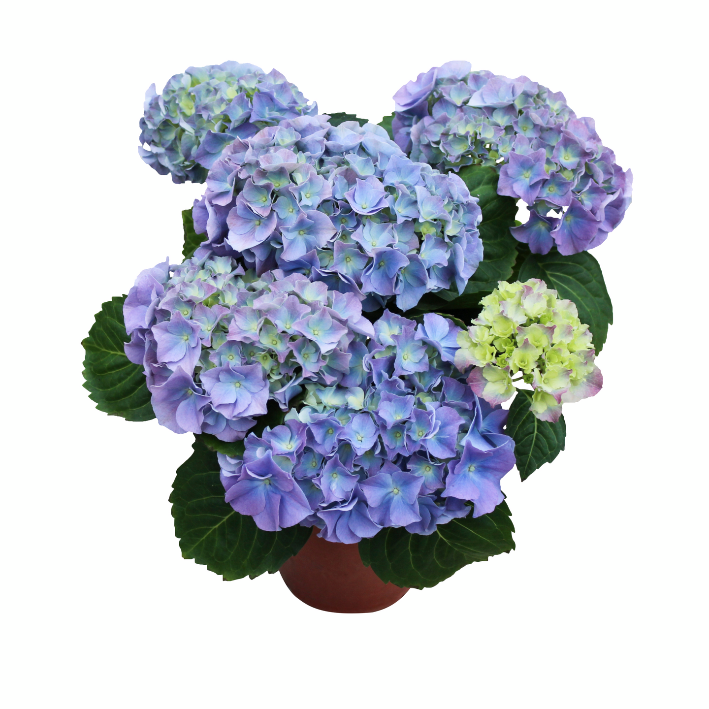 Hortensia kotimainen 4-6 kukkaa 14cm ruukku