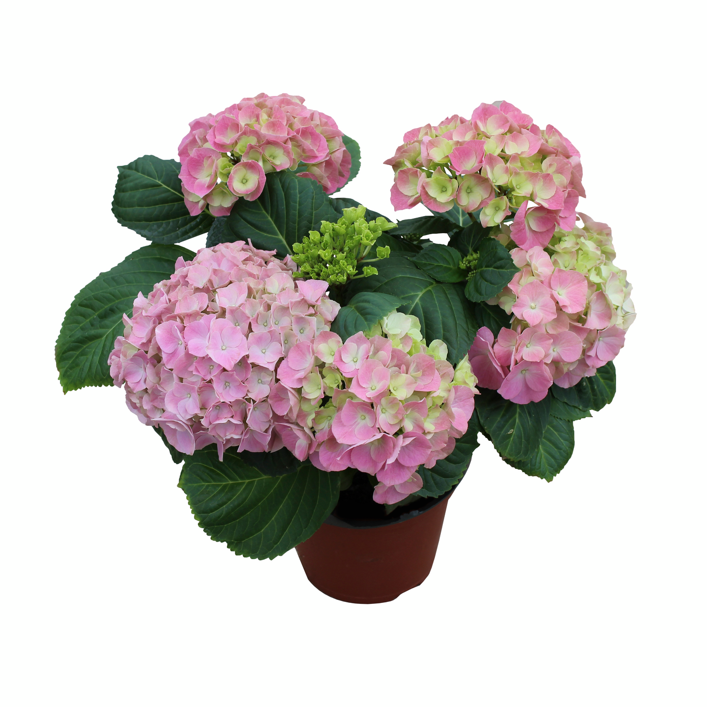 Hortensia kotimainen 4-6 kukkaa 14cm ruukku
