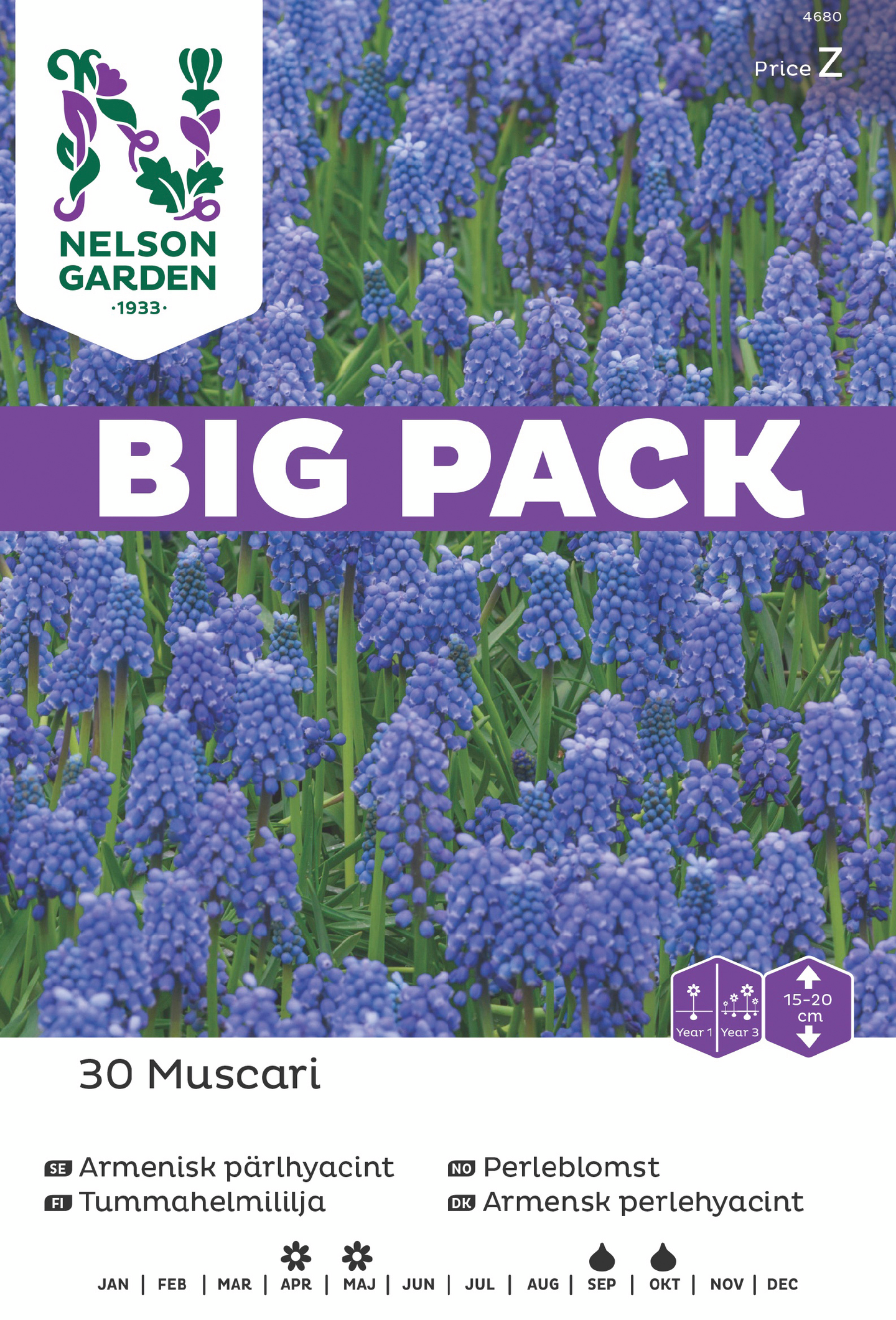 Tummahelmililja sipuli Nelson Garden Muscari Amenia 30kpl
