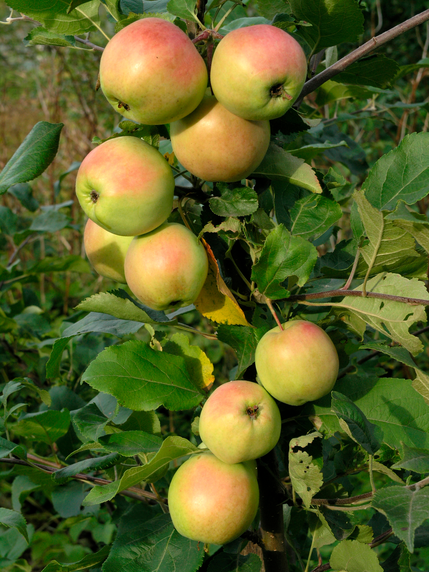 Omenapuu Malus domestica Vuokko 7,5l astia