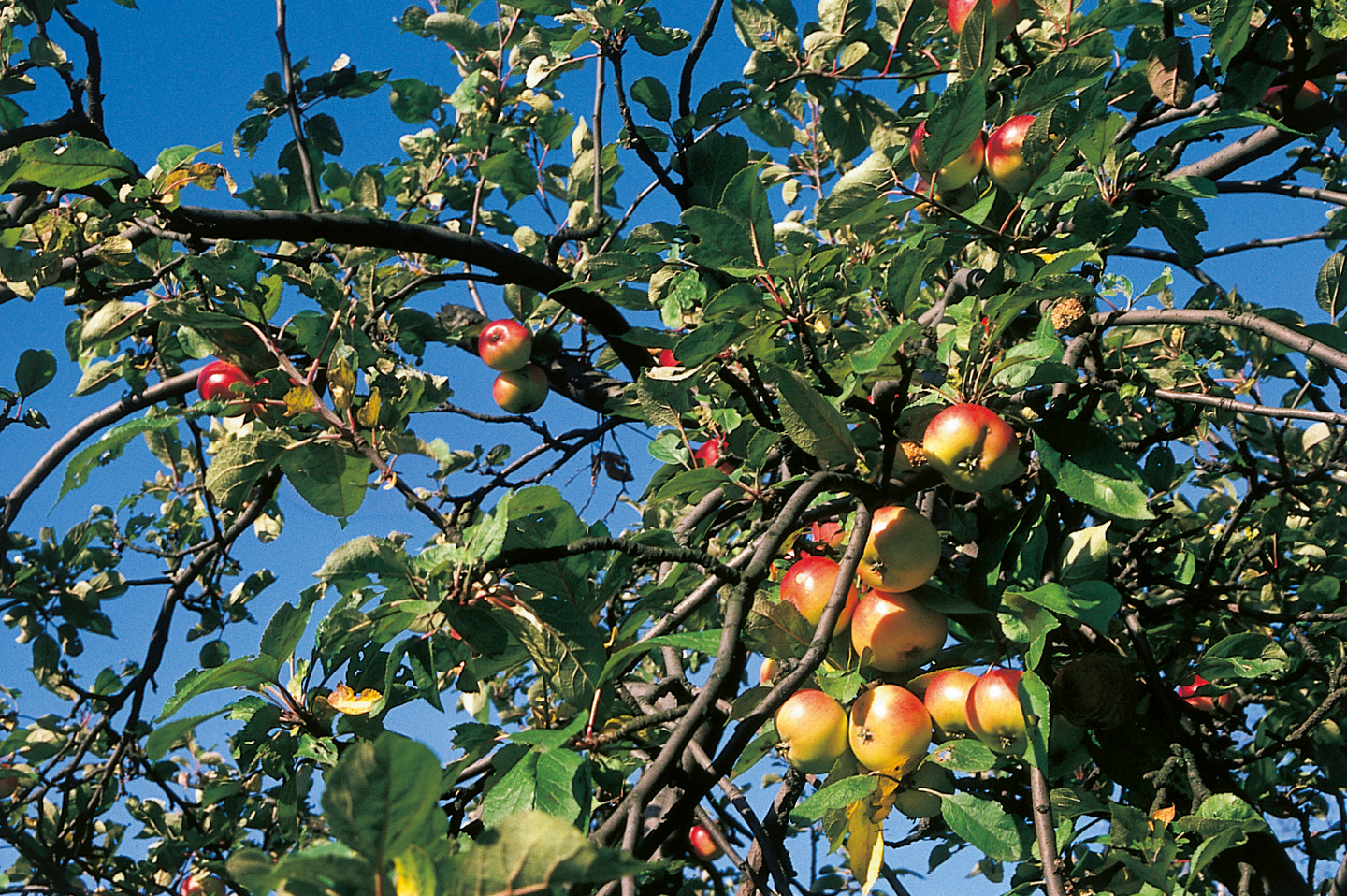 Omenapuu Malus domestica Vuokko 7,5l astia