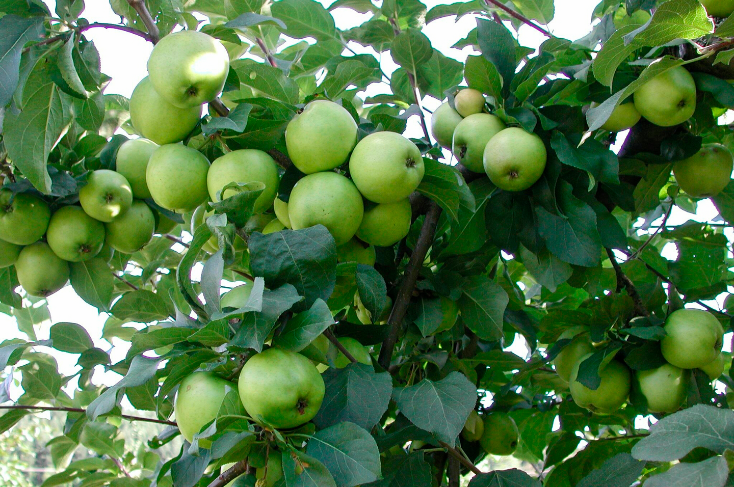 Omenapuu Malus domestica Vuokko 7,5l astia