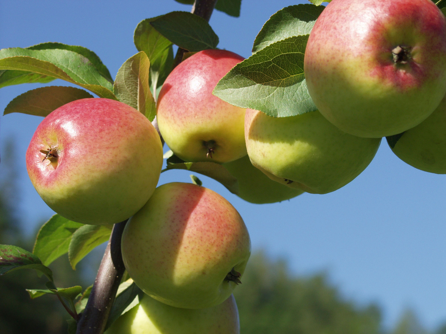 Omenapuu Malus domestica Vuokko 7,5l astia