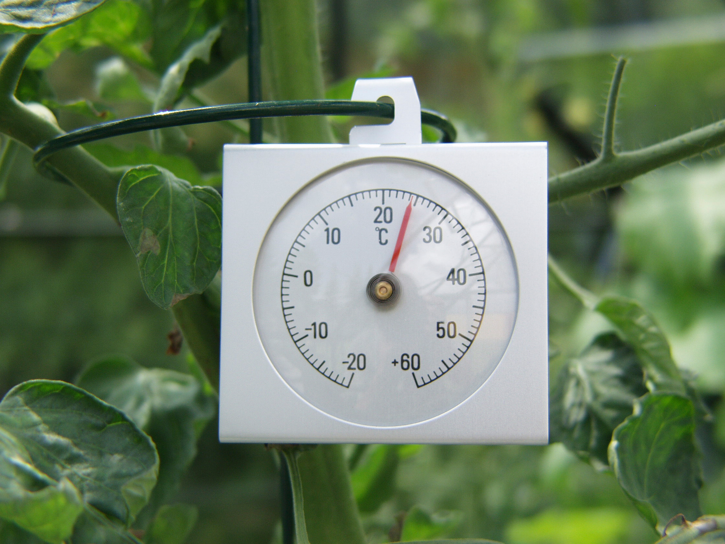 Lämpömittari Vitavia