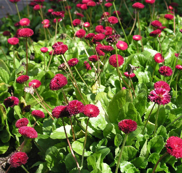 Kaunokainen bellis perennis