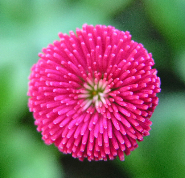 Kaunokainen bellis perennis