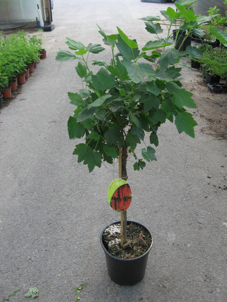 Punaherukka rungollinen Ribes rubrum Jonkheer van tets 5l astia