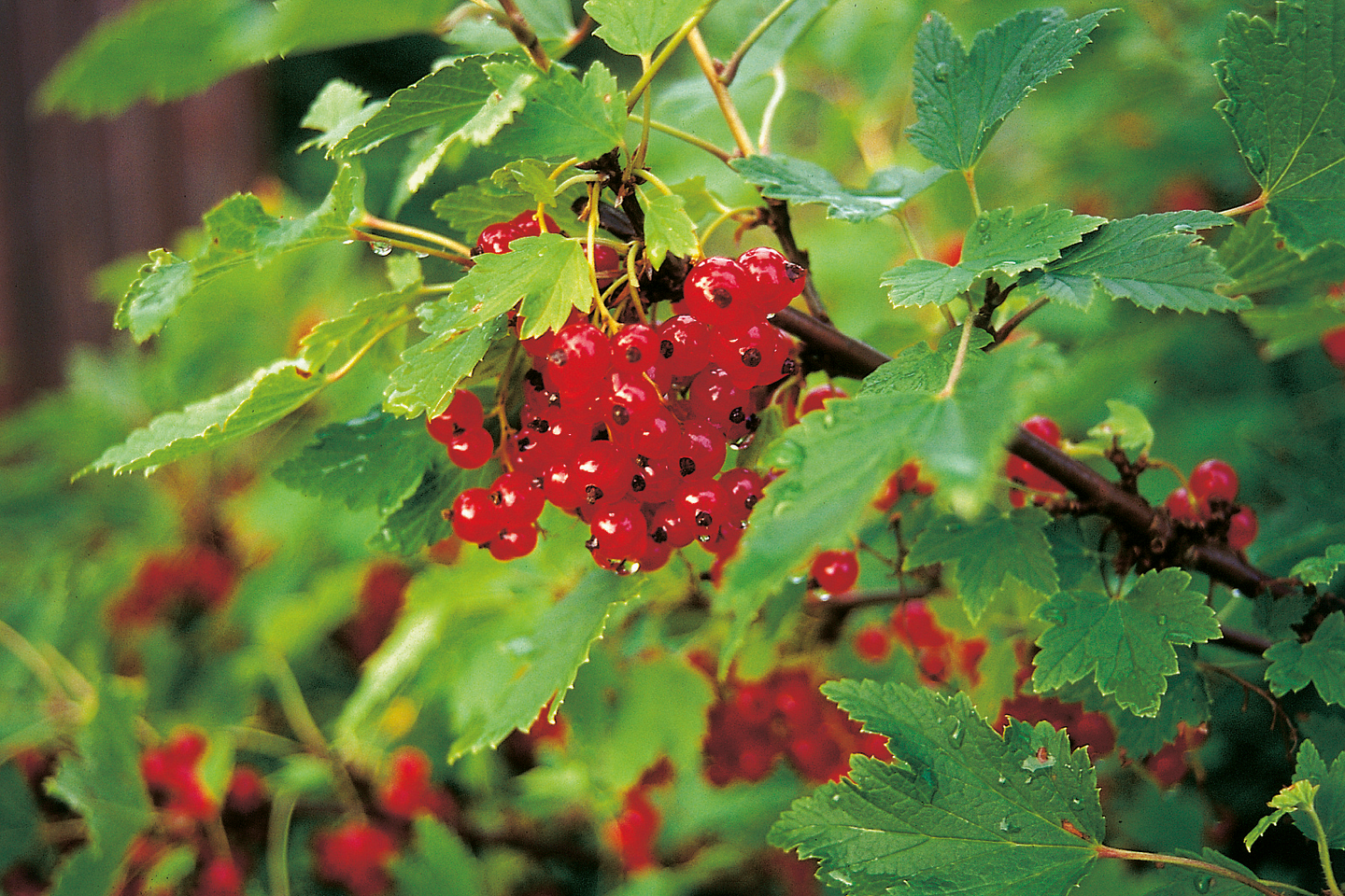 Punaherukka rungollinen Ribes rubrum Jonkheer van tets 5l astia