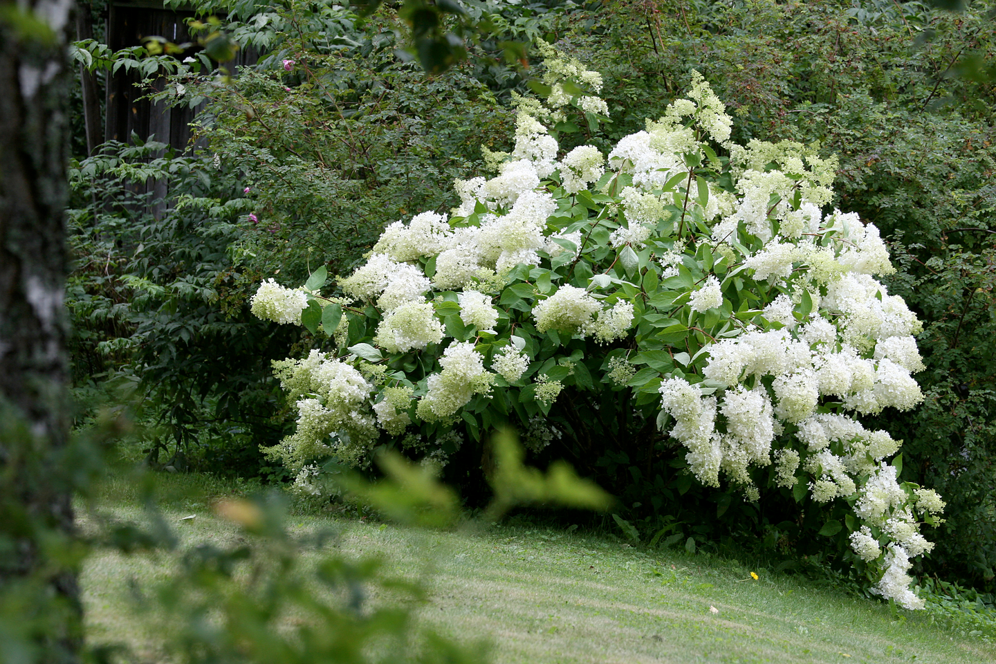 Syyshortensia Hydrangea paniculata 3l astia