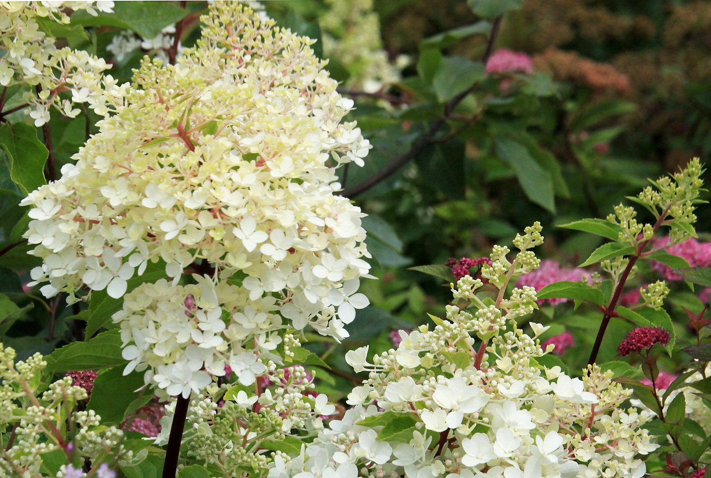 Syyshortensia Hydrangea paniculata 3l astia