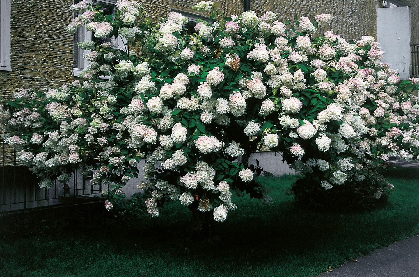 Syyshortensia Hydrangea paniculata 3l astia