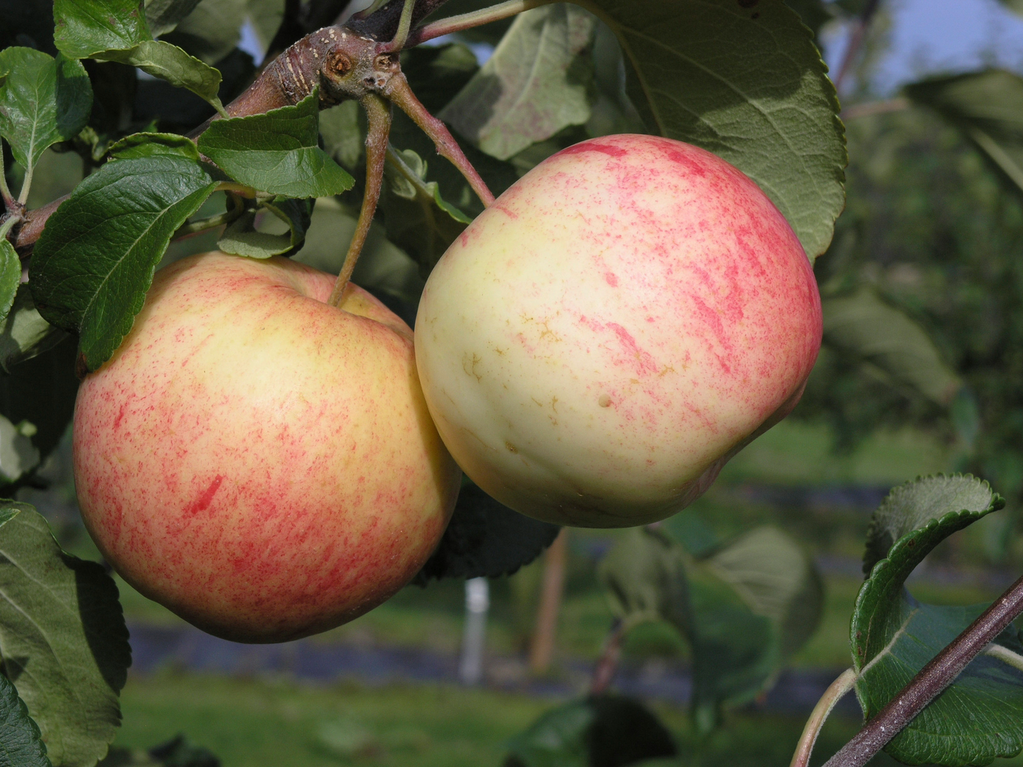Omenapuu Malus domestica Moskovan päärynäomena 7,5l astia