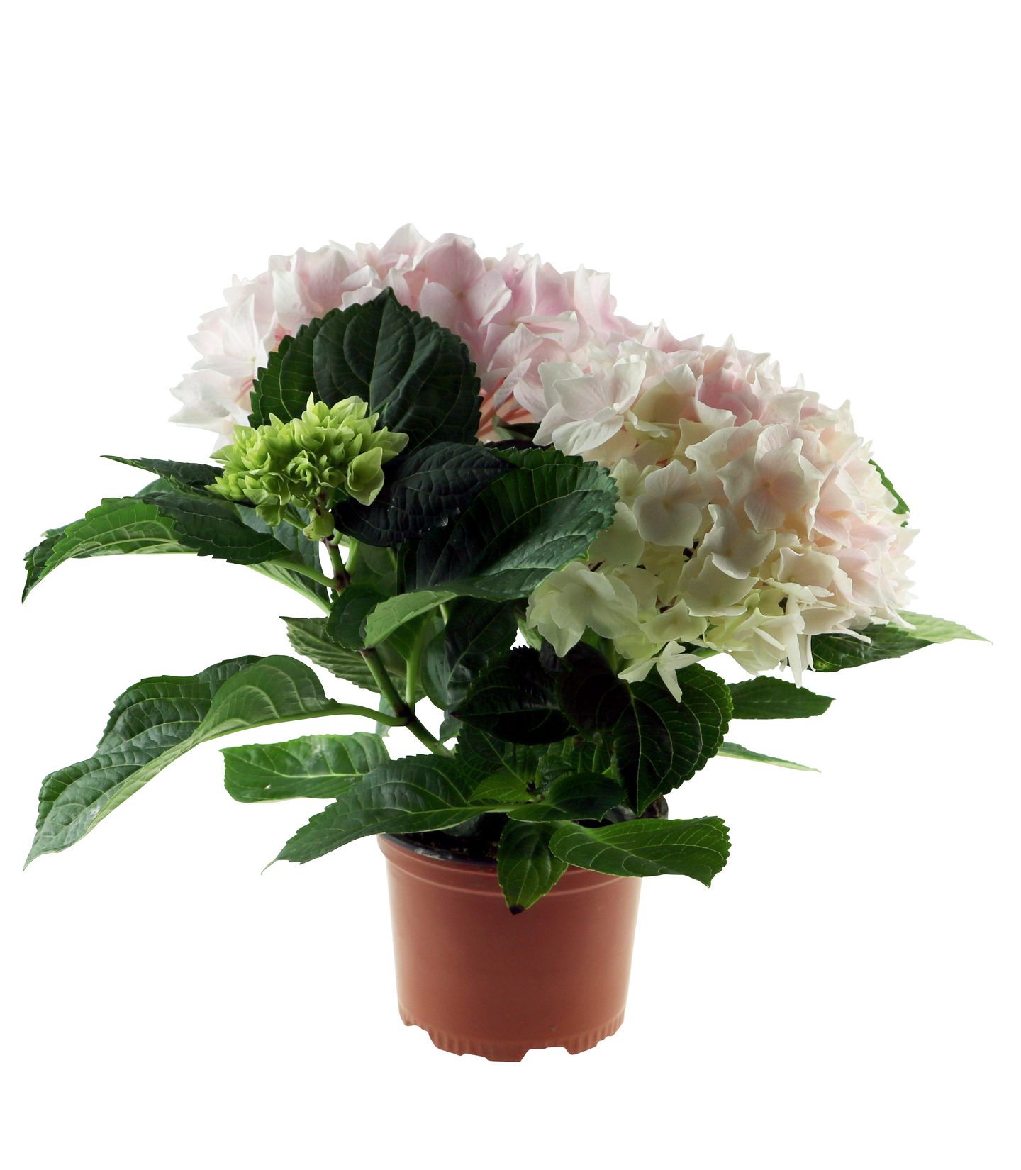 Hortensia mix 10,5cm