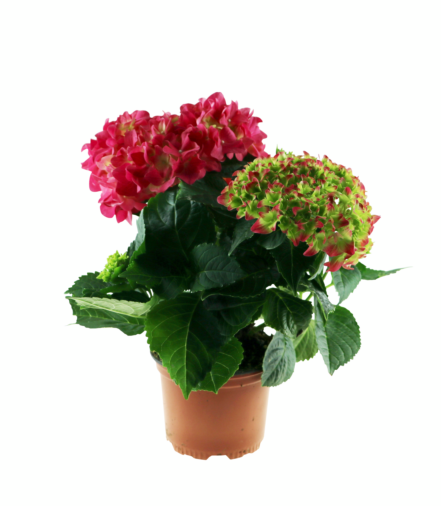 Hortensia mix 10,5cm