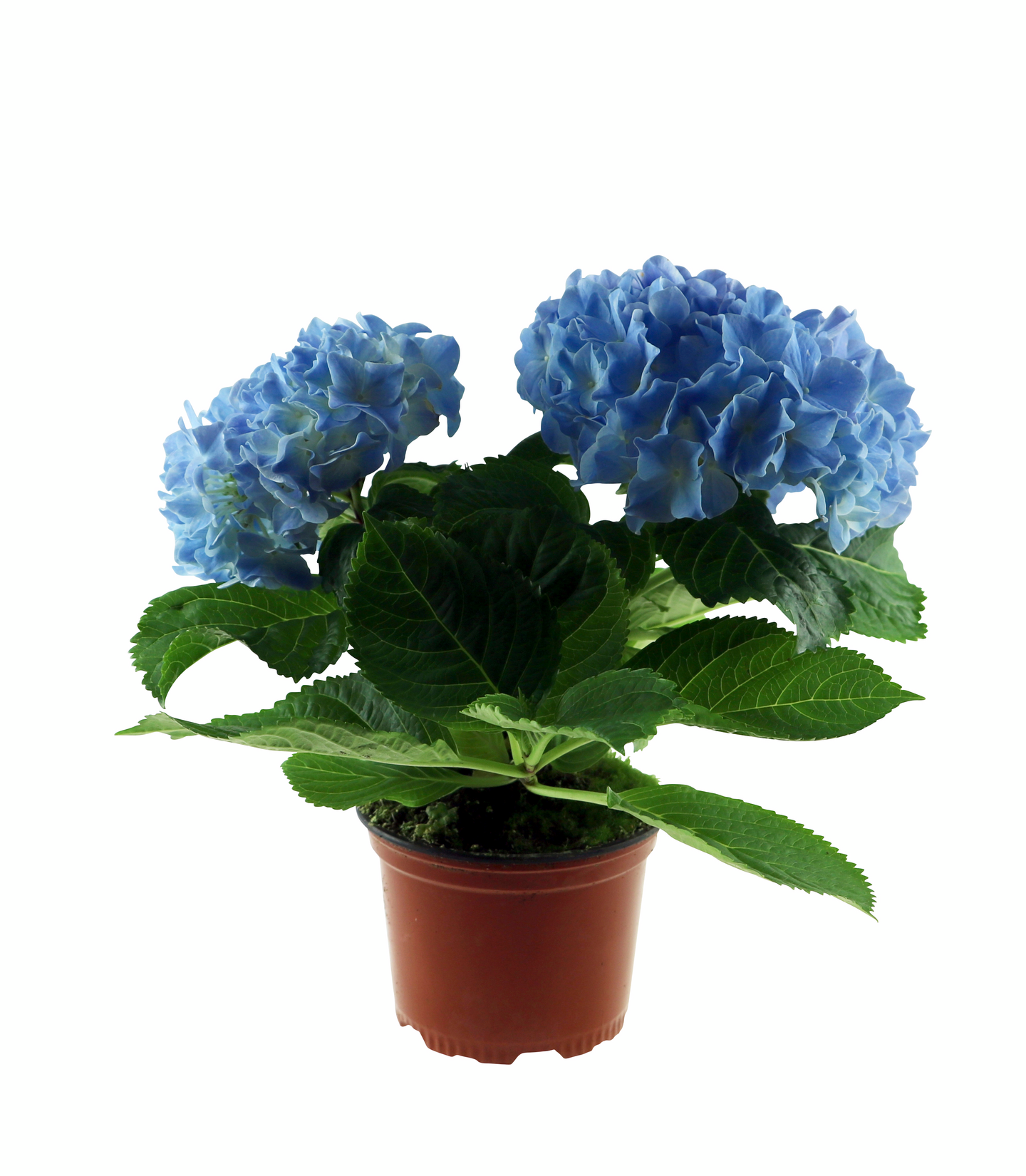 Hortensia mix 10,5cm