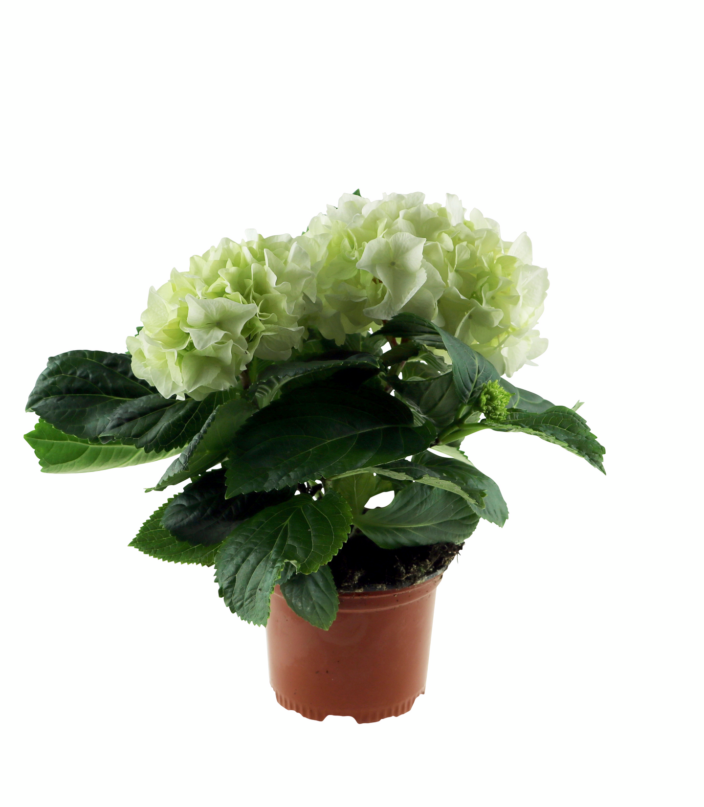 Hortensia mix 10,5cm