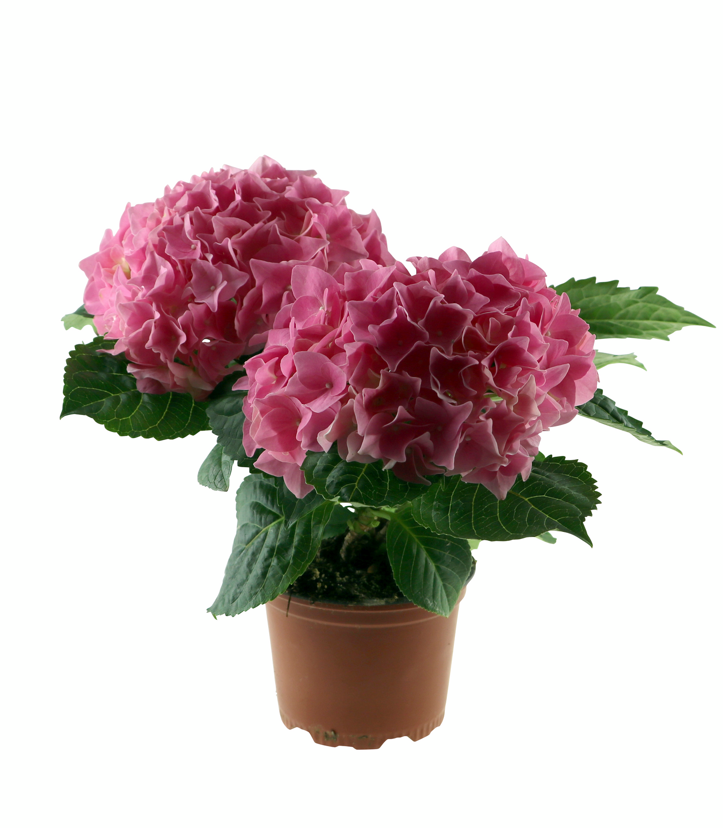 Hortensia mix 10,5cm