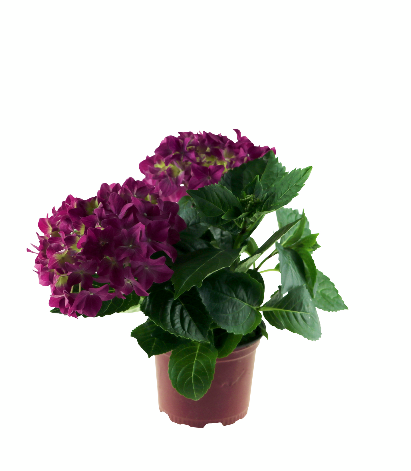 Hortensia mix 10,5cm