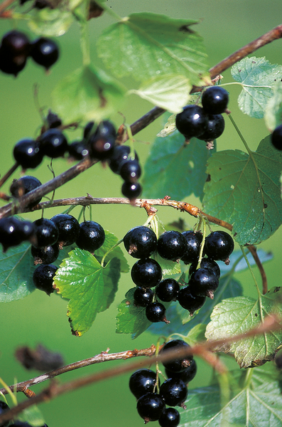 Mustaherukka ribes nigrum mortti