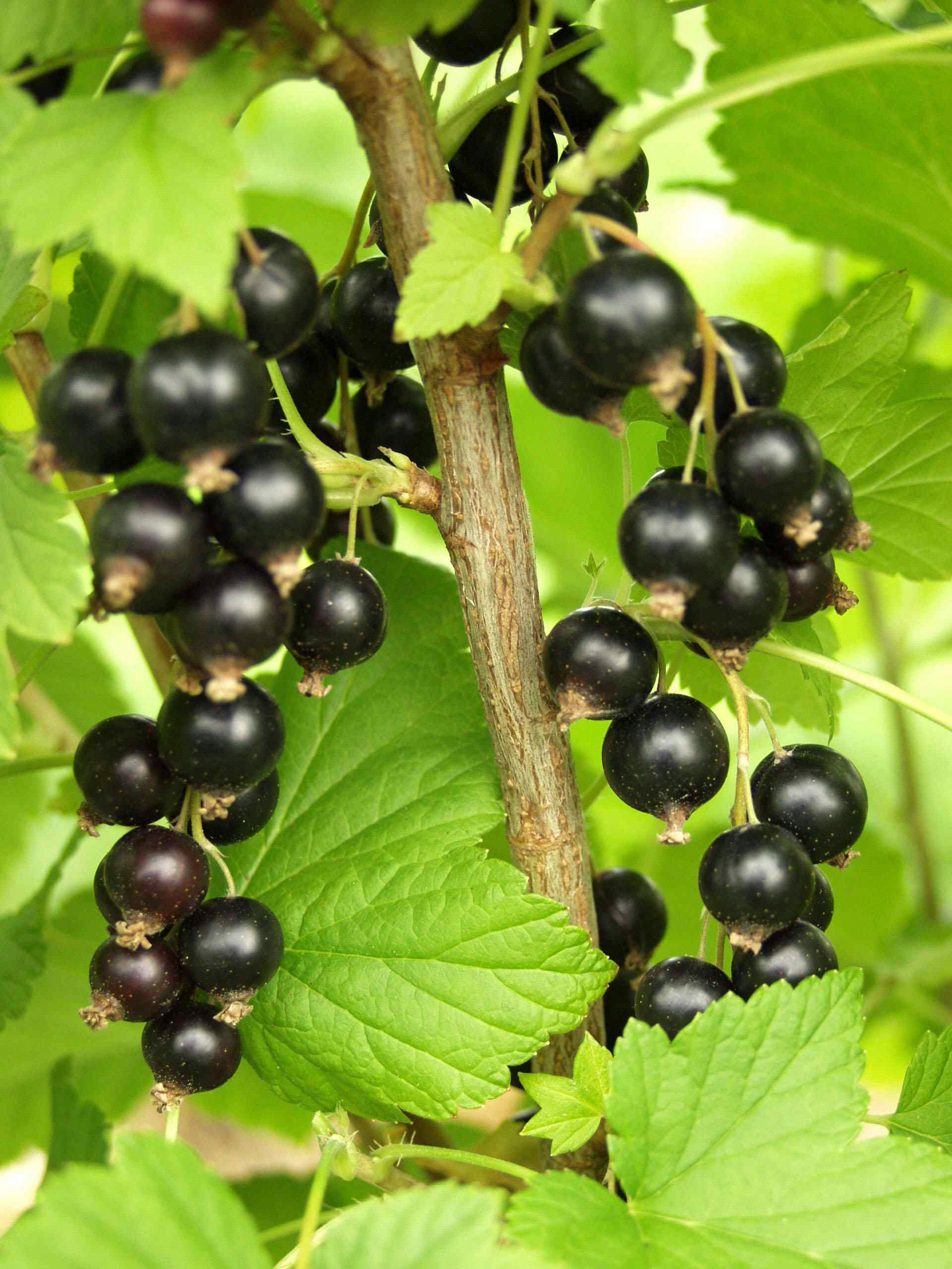 Mustaherukka ribes nigrum mortti
