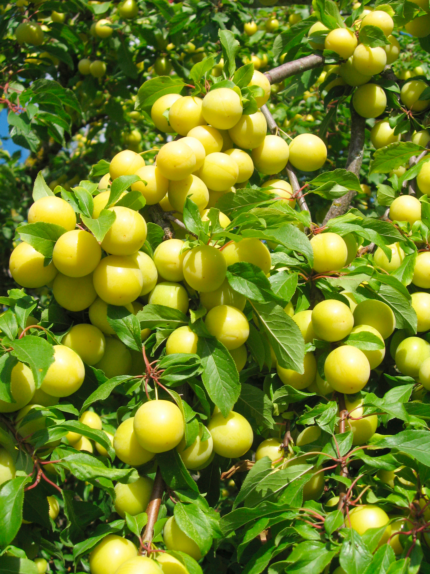 Luumupuu Prunus domestica Siivosen keltaluumu 7,5l astia