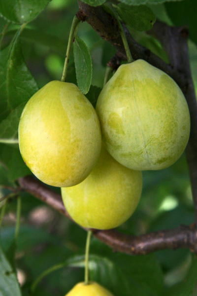 Luumupuu Prunus domestica Siivosen keltaluumu 7,5l astia