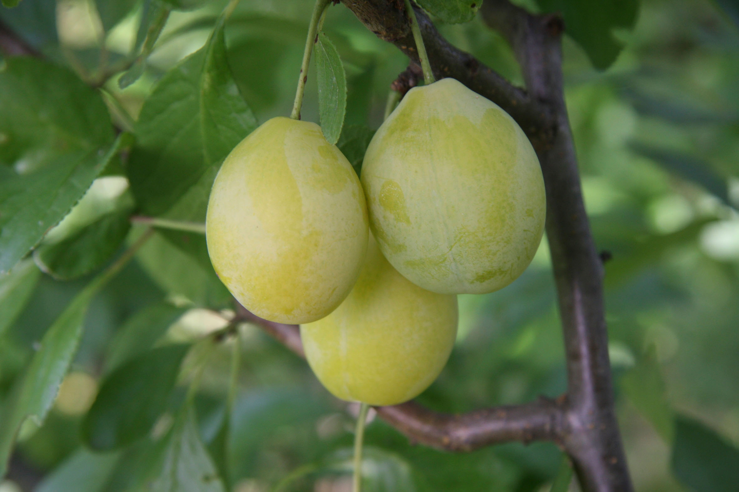 Luumupuu Prunus domestica Siivosen keltaluumu 7,5l astia