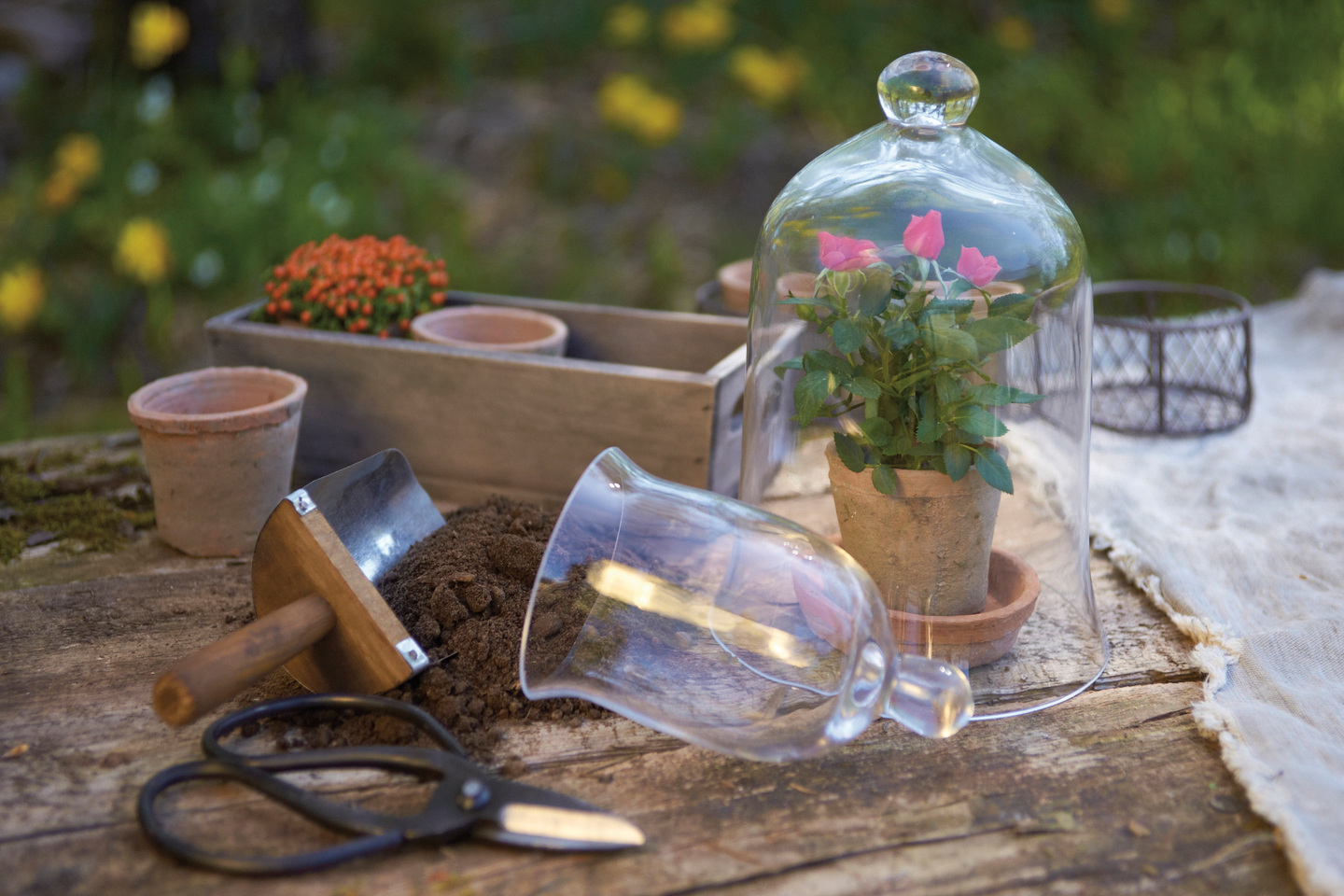 Kasvikupu Nelson Garden Belle Jeanette 10x16cm